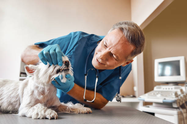 Best Broken or Chipped Tooth Repair in Clarksville, IA